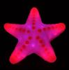 seastar_web1.jpg